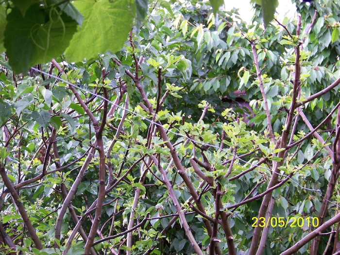 100_9265 - 23 26 Mai 2010