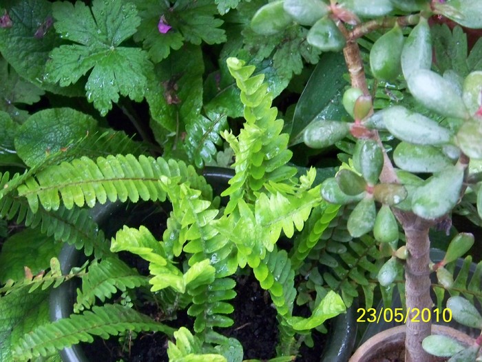 100_9267 - 23 26 Mai 2010