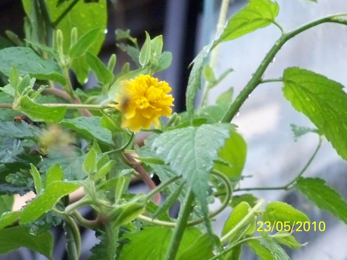 100_9304 - 23 26 Mai 2010