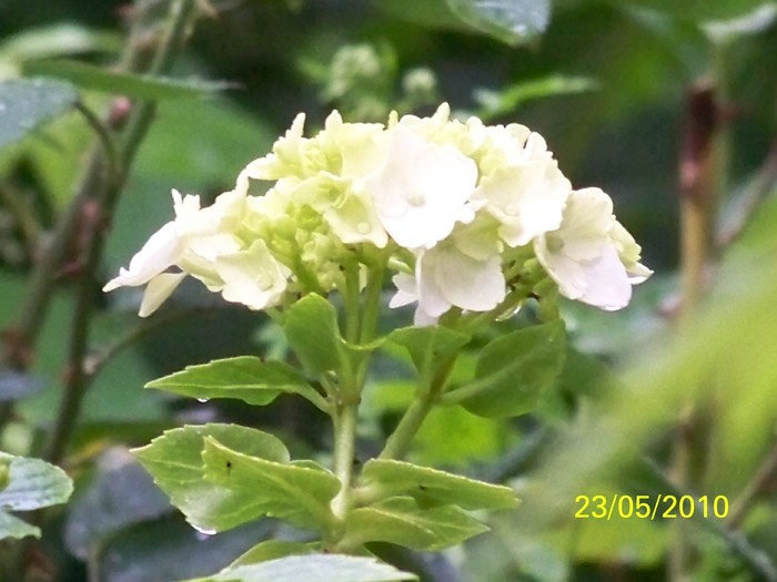 100_9306 - 23 26 Mai 2010