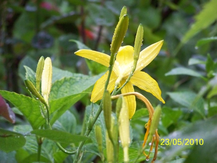 100_9307 - 23 26 Mai 2010