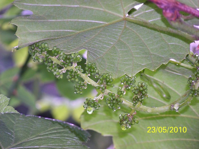 100_9310 - 23 26 Mai 2010