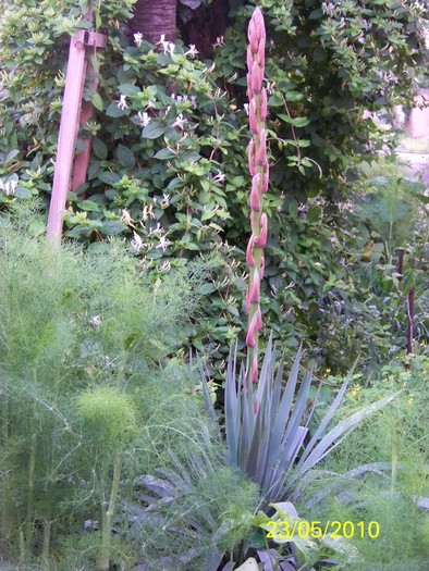 100_9348 - 23 26 Mai 2010