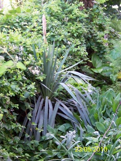 100_9353 - 23 26 Mai 2010