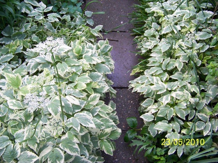 100_9362 - 23 26 Mai 2010