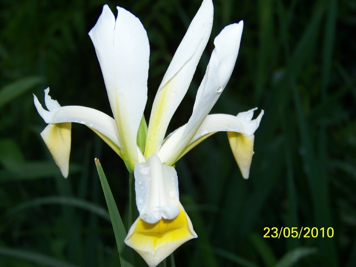 100_9416 - 23 26 Mai 2010