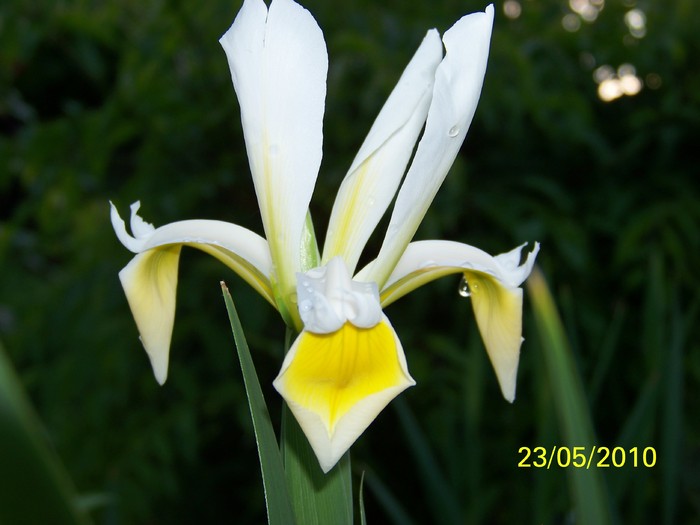 100_9417 - 23 26 Mai 2010