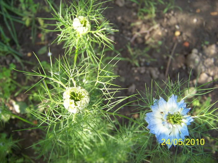 100_9615 - 23 26 Mai 2010