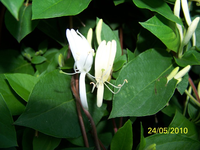 100_9622 - 23 26 Mai 2010