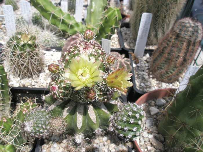 Echinocereus viridiflorus altoit - 25.05 - Echinocereus