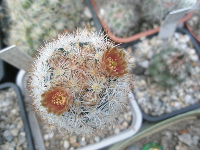 Escobaria chaffeyi - flori - Escobaria