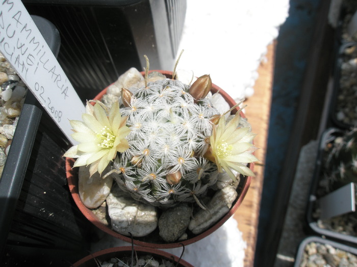 Mammillaria duwei - 25.05 - Mammillaria