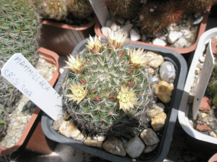 Mammillaria - 25.05 - Mammillaria