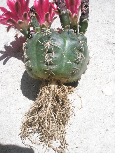 Gymno cu flori rosii - radacini - radacini de cactusi