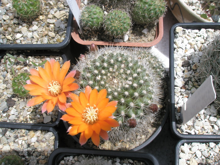 Rebutia flavistila - 25.05