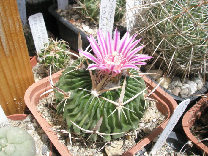 Echinofossulo zacatecasensis - 25.05 - Echinofossulocactus