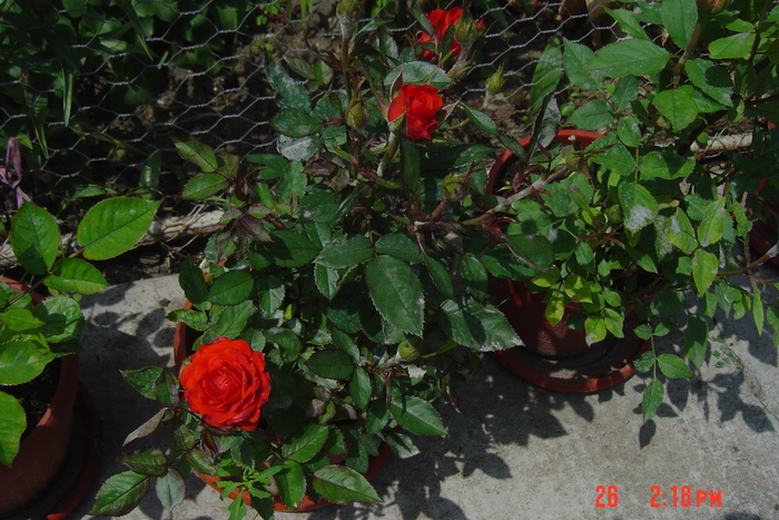 poze noi 041 - trandafiri mini rosa