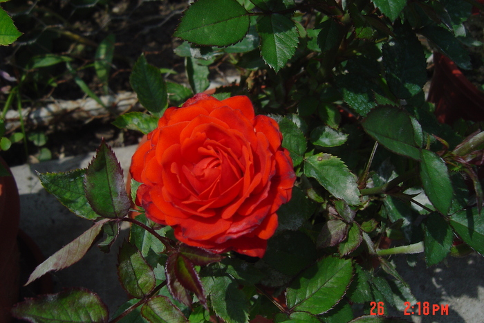 poze noi 042 - trandafiri mini rosa