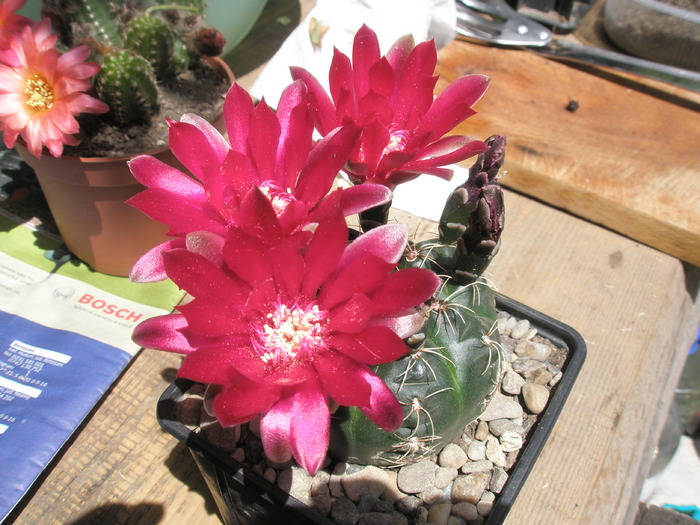 Gymno cu flori rosii - acum deschise - Gymnocalycium