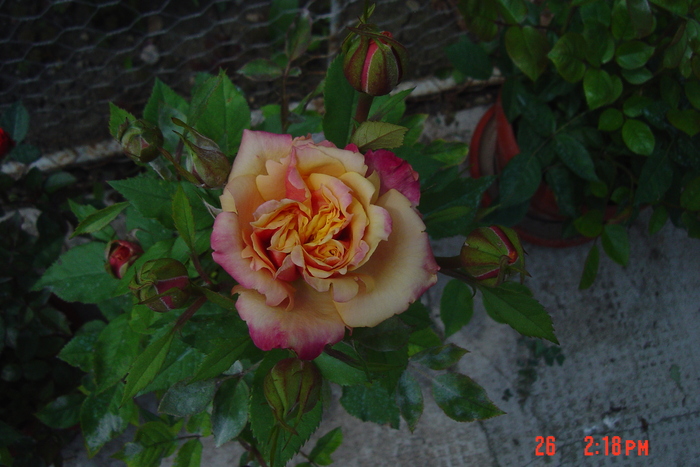 poze noi 043 - trandafiri mini rosa