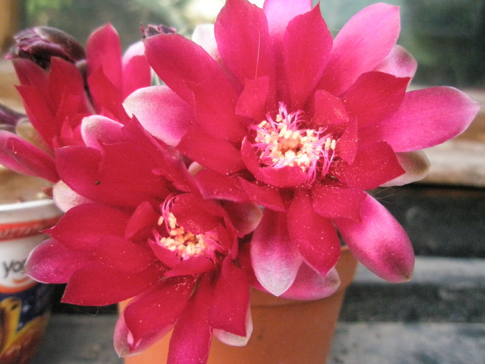 Gymno - flori - Gymnocalycium