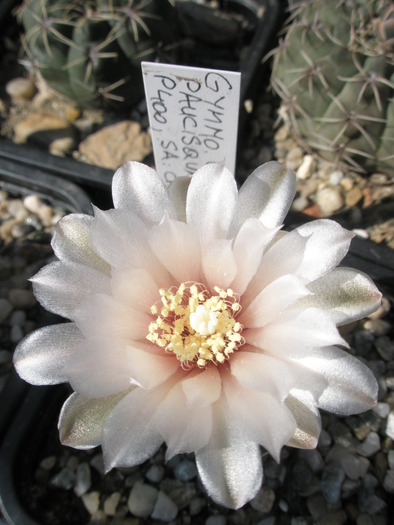 Gymno erinaceum v. paucisquamosum - 26.05 - Gymnocalycium