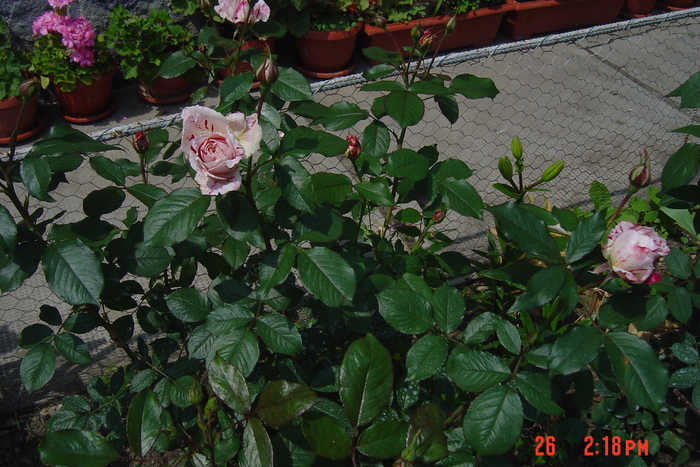 poze noi 039 - trandafiri 2010