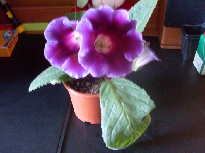 SDC10455 - Gloxinia