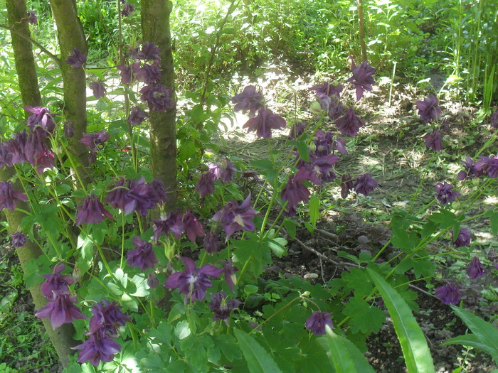  - AQUILEGIA VULGARIS-CALDARUSA