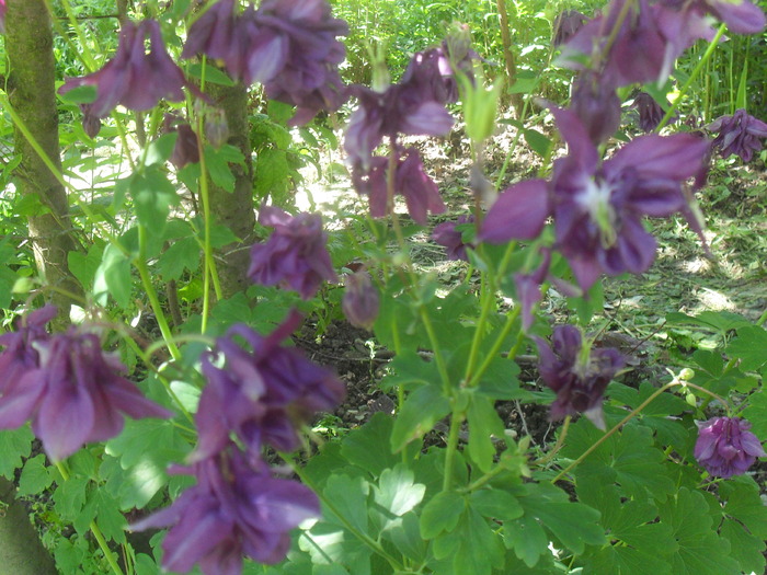 25 mai 2010 - AQUILEGIA VULGARIS-CALDARUSA