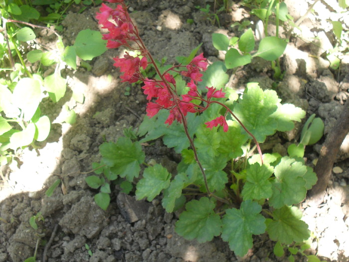 Heuchera Sanguinea - FLORI -2010