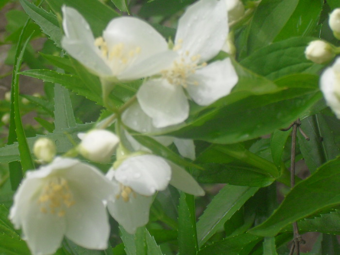 IASOMIE DE GRADINA-LAMAITA - FLORI -2010