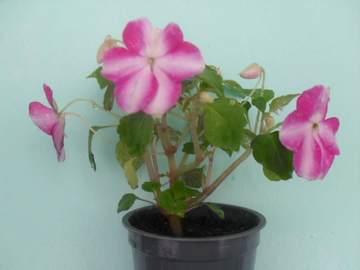 mai 2010 - IMPATIENS WALERIANA-SPORUL CASEI