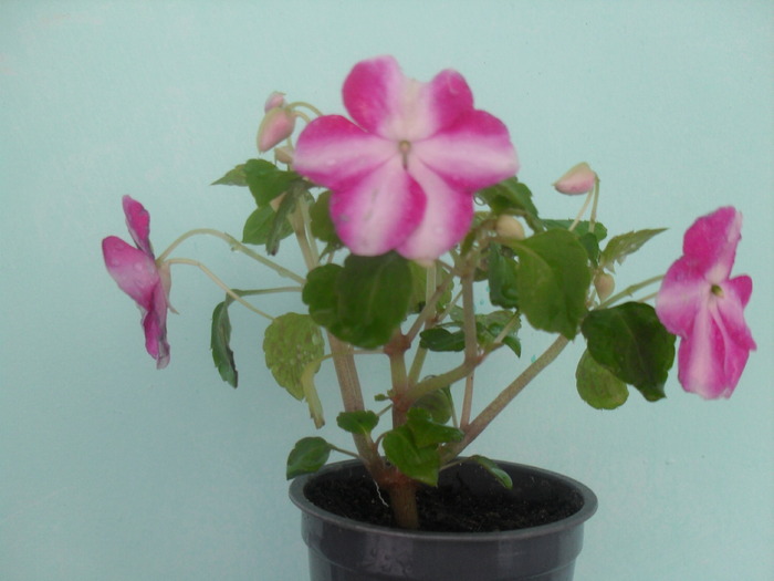  - IMPATIENS WALERIANA-SPORUL CASEI