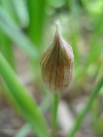 Allium oreophilum (2010, May19) - Allium oreophilum