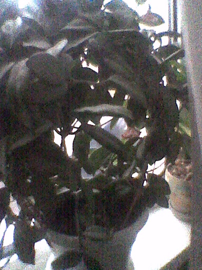 hoya - Hoya - floarea de ceara