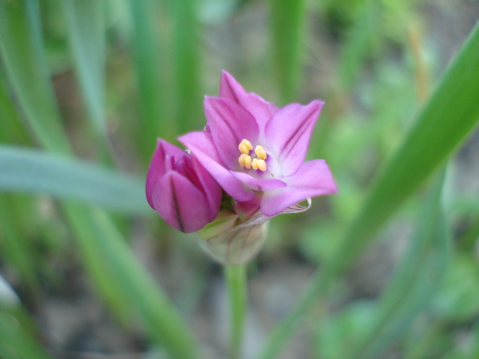 Pink Lily Leek (2010, May26) - Allium oreophilum
