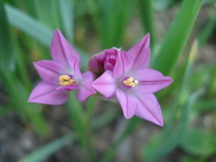 Pink Lily Leek (2010, May27) - Allium oreophilum