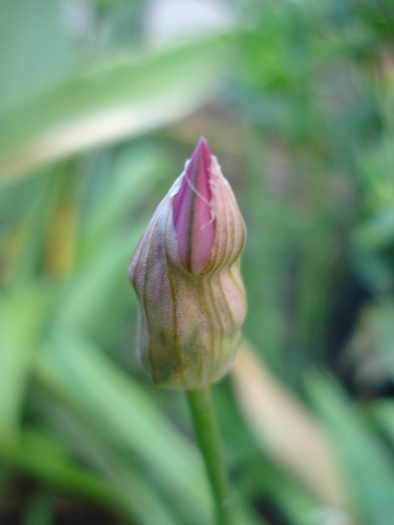 Pink Lily Leek (2010, May27) - Allium oreophilum