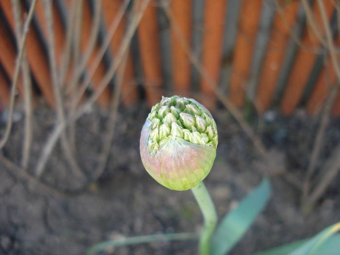 Allium Purple Sensation (2009, April 23) - Allium aflatunense Purple