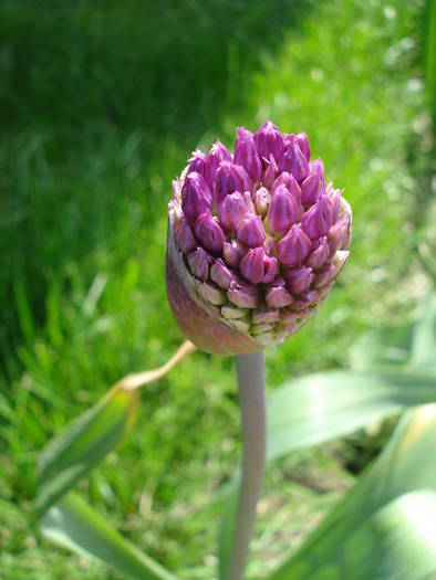 Allium Purple Sensation (2009, May 01) - Allium aflatunense Purple