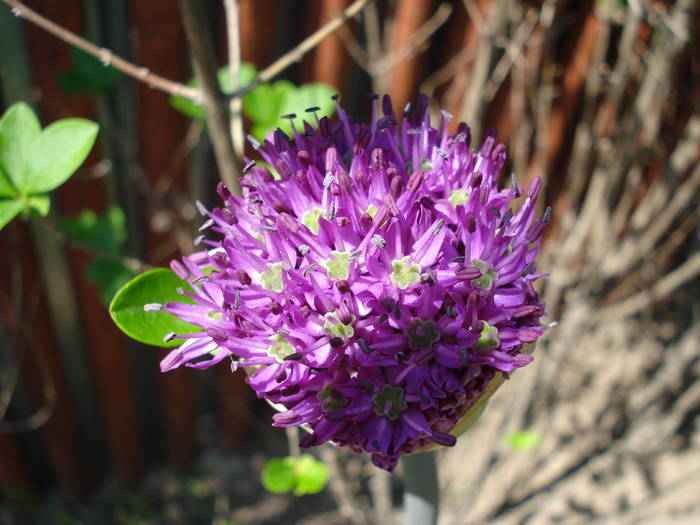 Allium Purple Sensation (2009, May 02) - Allium aflatunense Purple