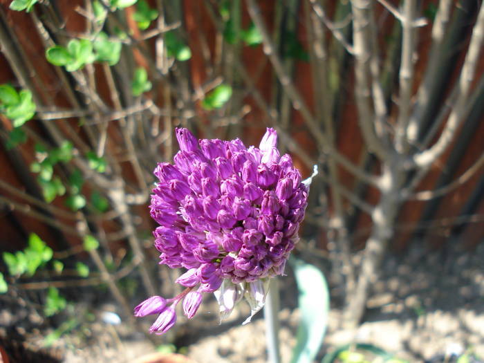 Allium Purple Sensation (2009, May 02) - Allium aflatunense Purple