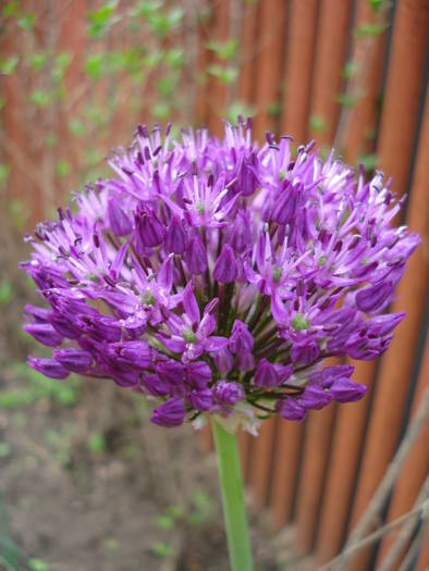 Allium Purple Sensation (2009, May 03) - Allium aflatunense Purple