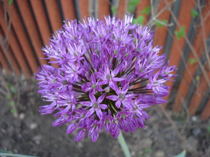 Allium Purple Sensation (2009, May 03) - Allium aflatunense Purple