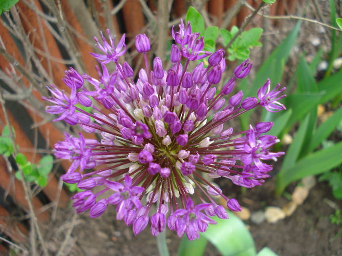 Allium Purple Sensation (2009, May 03) - Allium aflatunense Purple