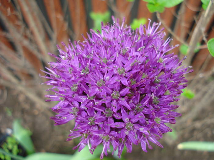 Allium Purple Sensation (2009, May 03) - Allium aflatunense Purple