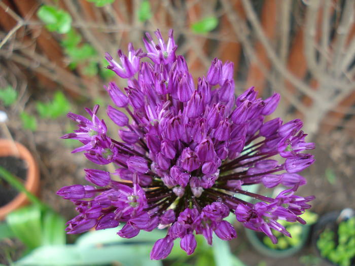 Allium Purple Sensation (2009, May 03) - Allium aflatunense Purple