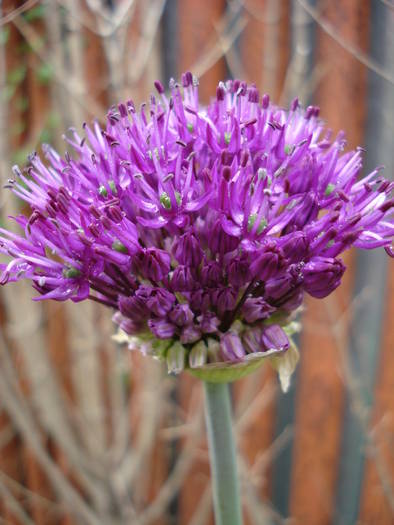 Allium Purple Sensation (2009, May 03) Allium Purple Sensation (2009, May 03)