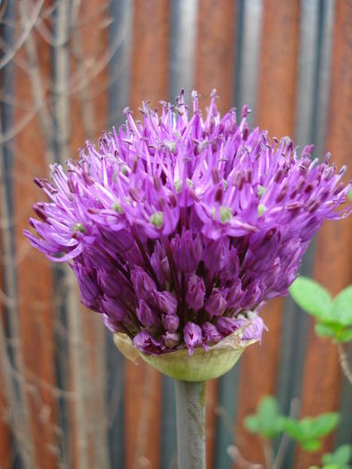 Allium Purple Sensation (2009, May 03)